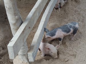 The Village Pig Project