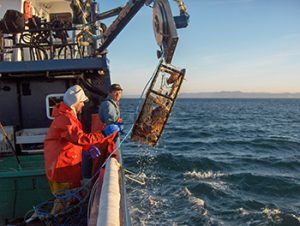 Catching Oregon Dungeness crab