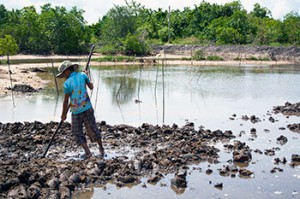 ontheground-mangroveactionproject-1