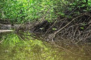 ontheground-mangroveactionproject-2