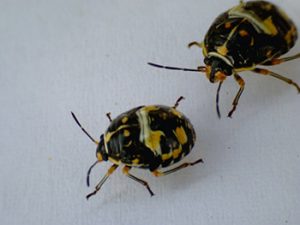 Antestia bugs from Rwanda (Photo: Smartse under CC BY-SA 3.0 license)