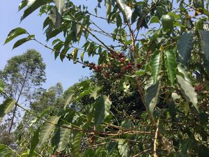 Coffee cherries in Rwanda