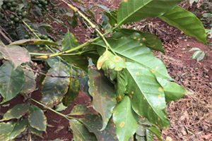 Coffee rust” (la roya) infects this coffee tree in Kenya.