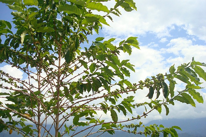 Arabica coffee tree in Uganda