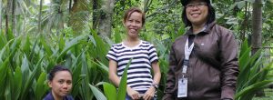 Grameen Foundation works with a team of organizations to help coconut farmers like Gina (center) revitalize their farms and increase their income.