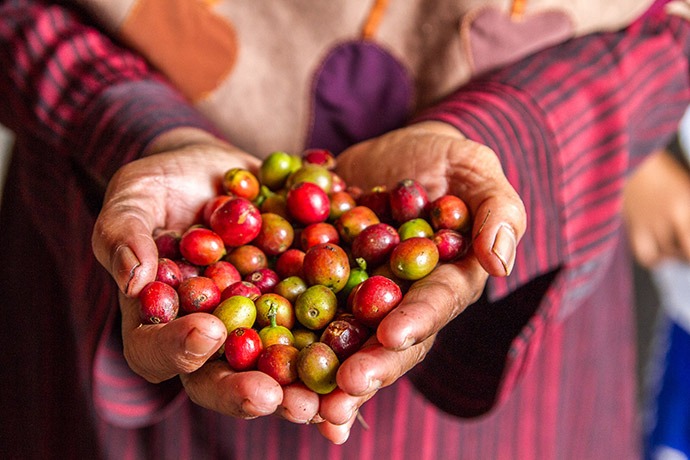 Marliah holds freshly harvested coffee cherries.