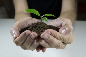 Hand holding plant in dirt.