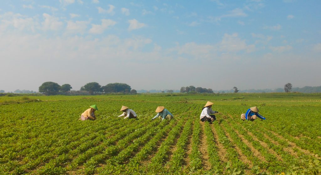 Farmers cultivating rice in Myanmar.