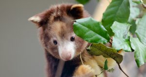 ecki tree kangaroo