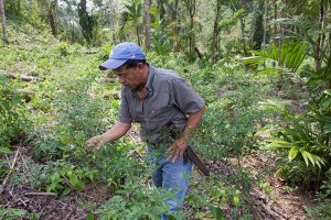 Filiberto Choc inspects his cardamom plants