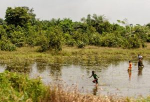 Wetland area in Liberia