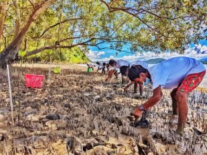 planting mangrove saplings