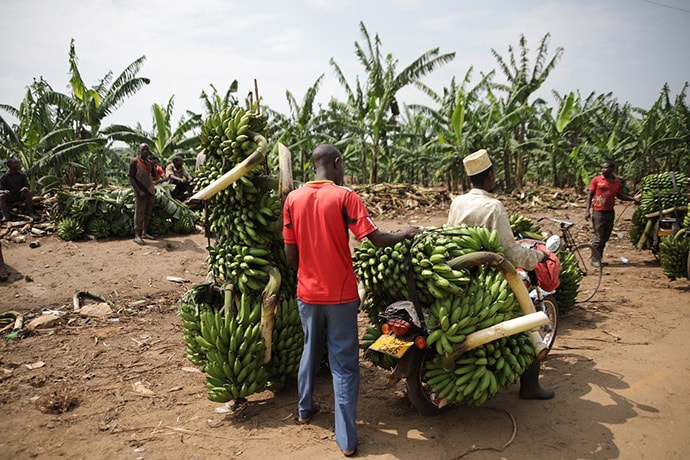 Banana farmers in Uganda