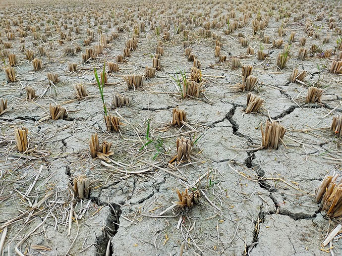 Drought-ridden fields