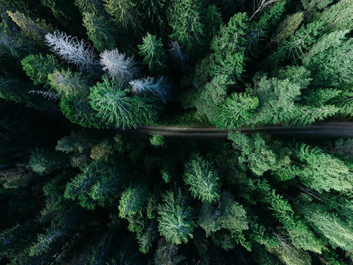 View of trees