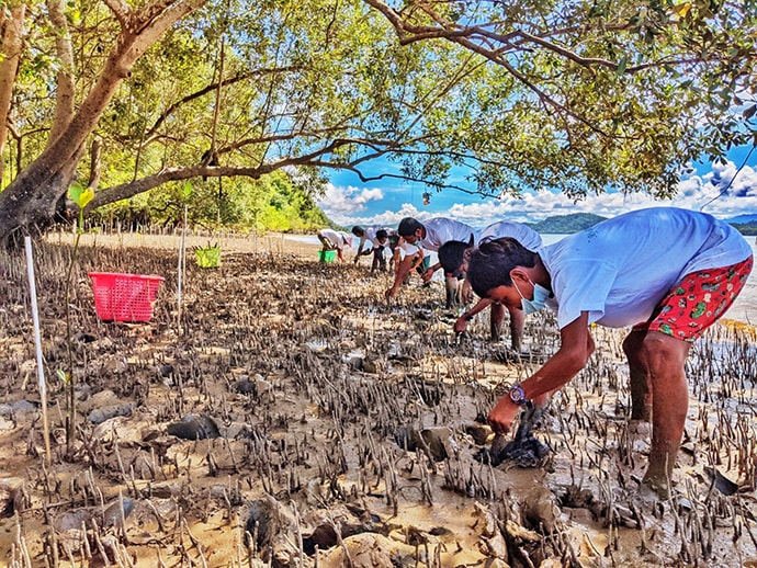 Workers planting mangroves