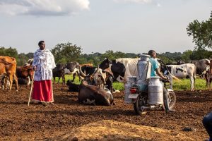 Livestock farmer in field with cows