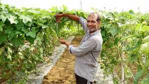 Man in field with crops