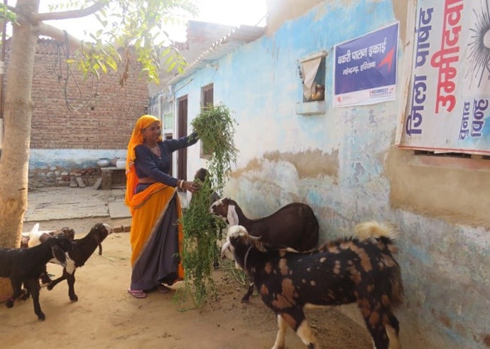 View of Geeta feeding her goats