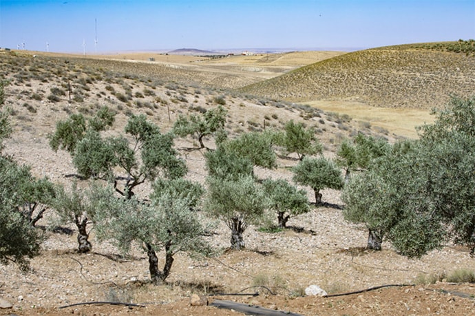 View of olive trees