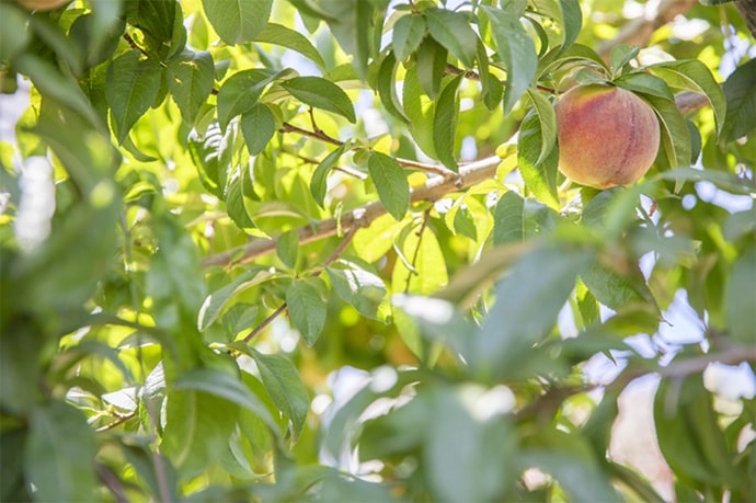 Photo of peaches in tree