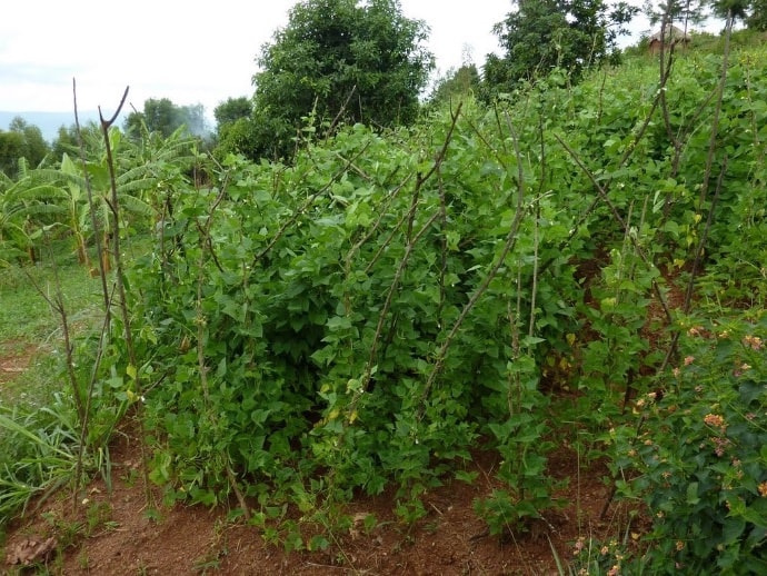 Photo of bean plants