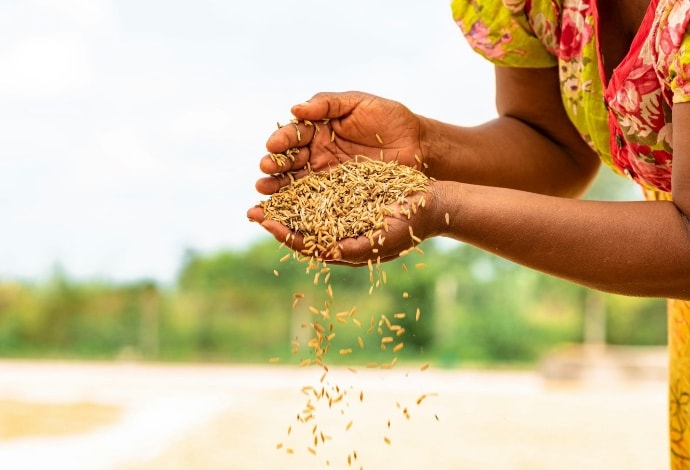 Photo of Tanzanian woman pouring harvested rice from her hands