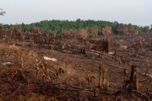 View of deforestation