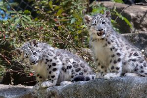 Snow Leopard Cubs Dennis Dow 9-09